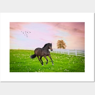 Black Stallion at Dawn Posters and Art